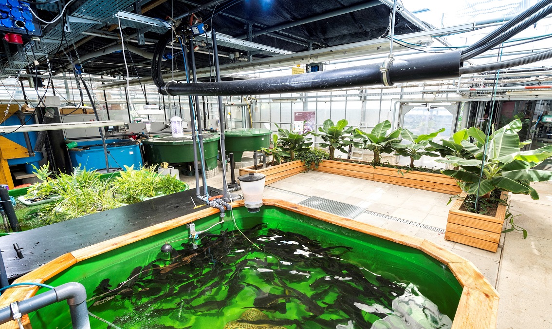 Aquaponics – the circular food production system RET1