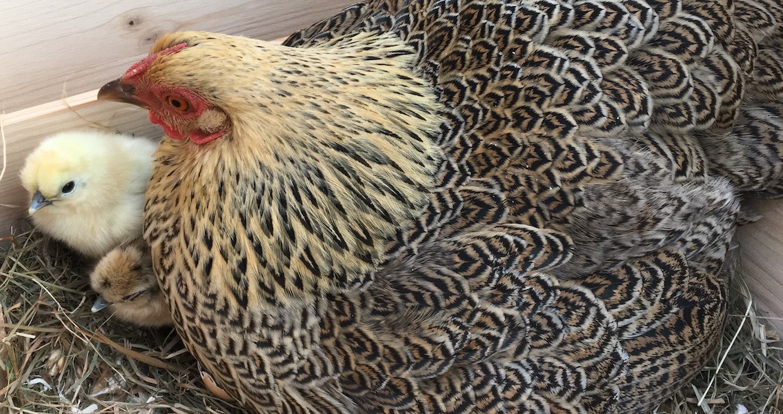 Vom Ei zum Huhn 2024 (alt frip & garm) 2_2024